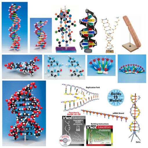 DNA Model variety