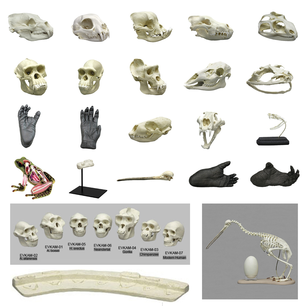 MODEL SKULLS and SKELETONS: Animal skulls, Ape life casts, Primate,  Skeletons - Crescendo
