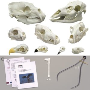 Model Wildlife Skulls